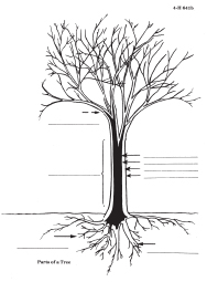 Introductory Forestry Tree Diagram